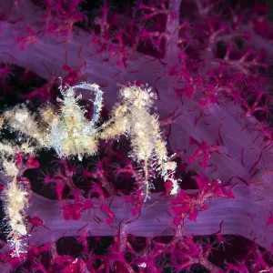 Spiny spider crab (Achaeus spinosus) reaching up and scratching its head, while climbing