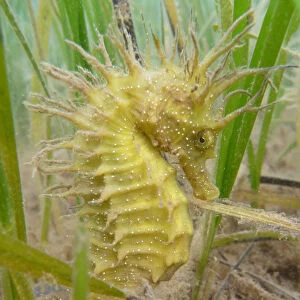 Spiny / Yellow Seahorse (Hippocampus guttulatus). Studland Bay, Dorset, UK, September