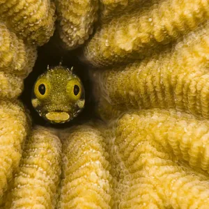 Spinyhead blenny (Acanthemblemaria spinosa) in hard coral, Netherlands Antilles, Bonaire