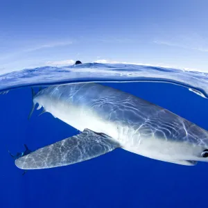 Split image of Blue shark (Prionace glauca) close to the surface, Pico Island, Azores