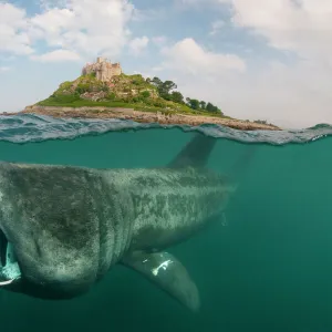 A split level digital composite showing a Basking shark (Ceterhinus maximus