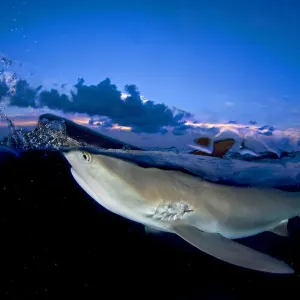 Caribbean Reef Shark Print Caribbean Reef Shark Print