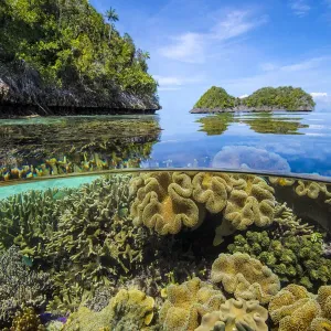 Split level image of Leather corals (Sarcophyton sp. ) flourishing in shallow water close Split level image of Leather corals (Sarcophyton sp. ) flourishing in shallow water close