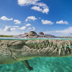 Split level photo of an American crocodile (Crocodylus acutus