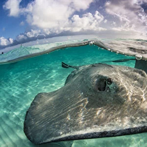 A split level photo of a female southern stingray (Dasyatis americana) swimming over seabed