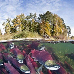 Split level photo of group of Sockeye salmon (Oncorhynchus nerka) fighting their