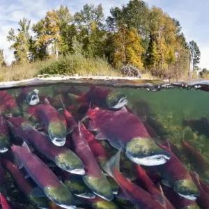 Split level photo of group of Sockeye salmon (Oncorhynchus nerka) fighting their Split level photo of group of Sockeye salmon (Oncorhynchus nerka) fighting their