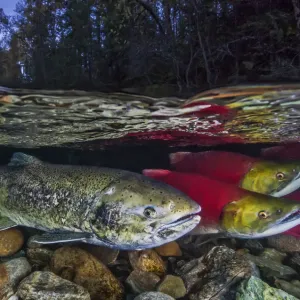 Split level of Sockeye salmon (Oncorhynchus nerka) and Chinook salmon