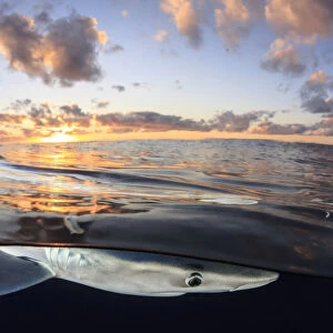 Split level view of Blue shark (Prionace glauca) at surface at sunset, Azores Islands