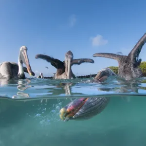 Split level print of Brown pelicans feeding