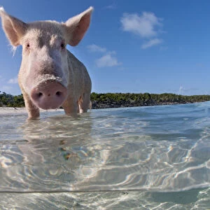 split level view of a domestic pig (Sus domestica) bathing in the sea. Exuma Cays, Bahamas