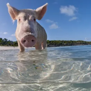 split level view of a domestic pig (Sus domestica) bathing in the sea. Exuma Cays, Bahamas split level view of a domestic pig (Sus domestica) bathing in the sea. Exuma Cays, Bahamas