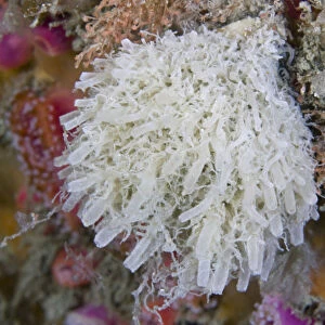 Sponge (Leucosolenia botryoides). Channel Islands, UK, August
