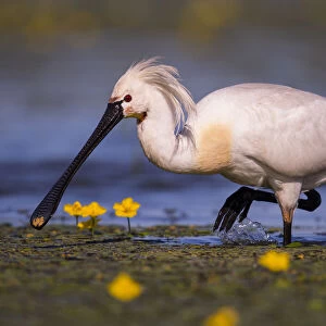 Spoonbill ( Platalea leucorodia) wading with yellow Water-lily flowers, Hungary