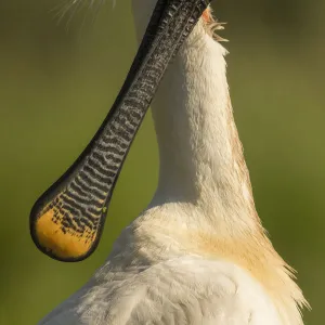 Spoonbill (Platalea leucorodia) preening, close up. Hungary. May