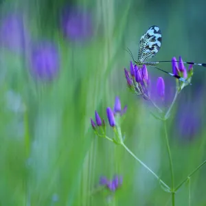 Spoonwing / Thread-winged antlion (Nemoptera bipennis) on flower