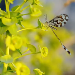 Spoonwing Print - Thread-winged antlion image Spoonwing Print - Thread-winged antlion image