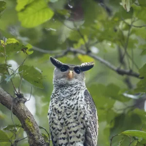 Spot-bellied eagle owl (Bubo nipalensis) perched on branch, Jim Corbett National Park