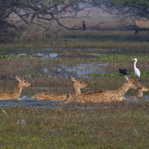 Spotted deer print, swamp scene with waterbirds Spotted deer print, swamp scene with waterbirds