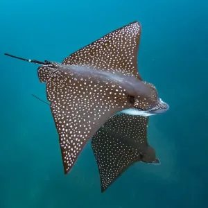 Spotted eagle ray Print, Kicker Rock, Galapagos Islands Spotted eagle ray Print, Kicker Rock, Galapagos Islands