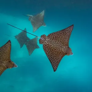 Raya aguililla manchada (Aetobatus narinari) Kicker Rock, Isla San Cristóbal, Galápagos. Raya aguililla manchada (Aetobatus narinari) Kicker Rock, Isla San Cristóbal, Galápagos.