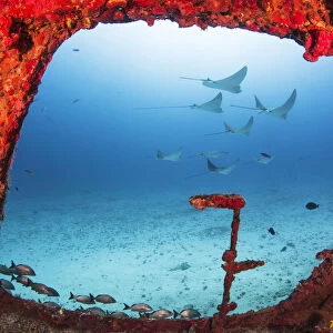 Spotted eagle rays (Aetobatus narinari) through a large window on the wreck of the former