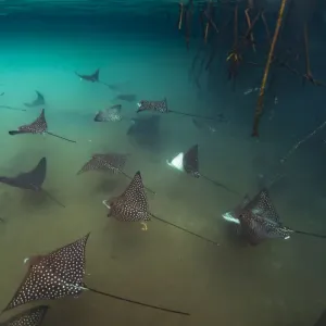 Rayas de aleta manchada (Aetobatus narinari) forman bancos entre las raíces de los manglares, bahía Elizabeth. Rayas de aleta manchada (Aetobatus narinari) forman bancos entre las raíces de los manglares, bahía Elizabeth.