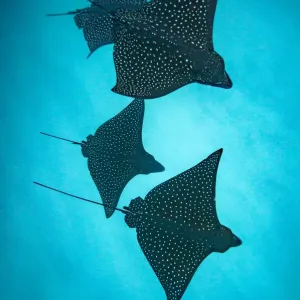 Spotted eagle rays (Aetobatus narinari) silhouetted, Kicker Rock, San Cristobal Island Spotted eagle rays (Aetobatus narinari) silhouetted, Kicker Rock, San Cristobal Island