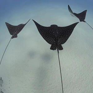 Spotted eagle rays (Aetobatus narinari) swimming, Hawaii, USA