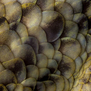 Spotted fish-scaled gecko (Geckolepis maculata) close up of scales, Palmarium, Atsinanana