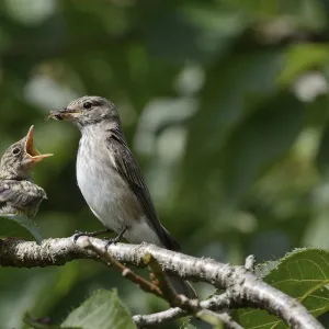 Spotted flycatcher (Muscicapa striata) feeding a chick which has just left its nestbox