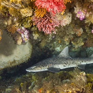 Spotted gully shark (Triakis megalopterus) in coral reef
