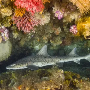 Spotted Gully Shark Print, Coral Reef Scene Spotted Gully Shark Print, Coral Reef Scene