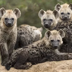 Spotted hyena (Crocuta crocuta), cubs together by den, Masai-Mara Game Reserve, Kenya