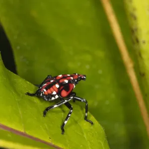 Spotted Lanternfly Fourth Instar Nymph Print