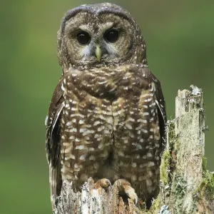 Le Hibou tacheté (Strix occidentalis). Forêt nationale de Willamette, Oregon. Juin. Le Hibou tacheté (Strix occidentalis). Forêt nationale de Willamette, Oregon. Juin.