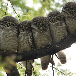 Six Spotted Owlet chicks (Athena brama) perched in a row, Keoladeo Ghana NP, Bharatpur