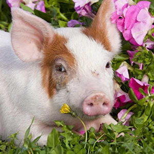 Spotted Piglet, head portrait lying down in grass and pink Petunias, Dekalb, Illinois