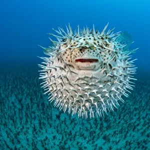 Spotted Porcupine fish (Diodon hystrix) inflated, displaying defensive behaviour