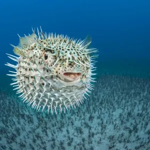 Spotted Porcupinefish Print, Inflated with Seawater Spotted Porcupinefish Print, Inflated with Seawater