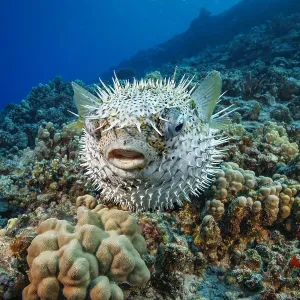 Spotted Porcupinefish Print, Hawaii Reef Scene Spotted Porcupinefish Print, Hawaii Reef Scene