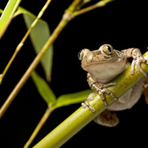 Spotted running frog (Kassina maculata) on bamboo cane at night, Tanzania, East Africa