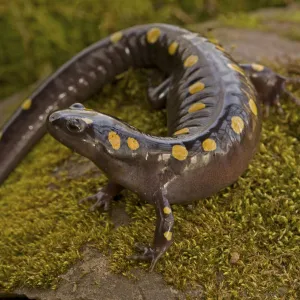 Spotted salamander (Ambystoma maculatum), New York, USA, April