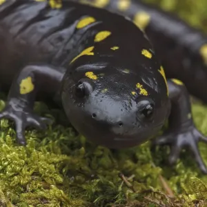 Spotted salamander (Ambystoma maculatum) New York, USA Spotted salamander (Ambystoma maculatum) New York, USA