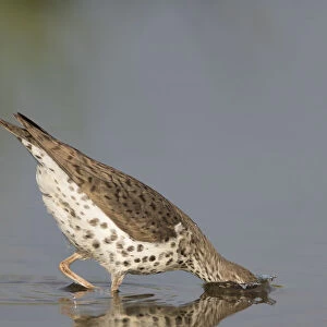 Spotted sandpiper (Actitis macularius), with head submerged as it jabs at underwater prey