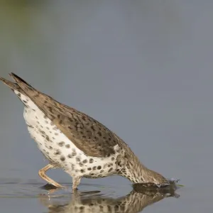 Spotted sandpiper (Actitis macularius), with head submerged as it jabs at underwater prey