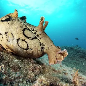 Aplysia dactylomela, especie del Atlántico tropical considerada extranjera en el Mar Mediterráneo, probablemente se estableció por sí misma debido a los aumentos de temperatura, retrato, área marina protegida Punta Campanella, Costa Amalfitana, Italia. Aplysia dactylomela, especie del Atlántico tropical considerada extranjera en el Mar Mediterráneo, probablemente se estableció por sí misma debido a los aumentos de temperatura, retrato, área marina protegida Punta Campanella, Costa Amalfitana, Italia.