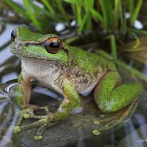 Spotted tree frog (Litoria spenceri) male, from Still Creek, north-eastern Victoria