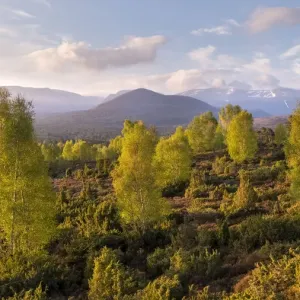 Spring Birch Trees at Dawn Print, Cairngorms National Park Spring Birch Trees at Dawn Print, Cairngorms National Park