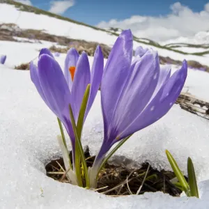 Le crocus de printemps (Crocus vernus) en fleur dans la neige, Campo Imperatore, Gran Sasso, Appennins. Le crocus de printemps (Crocus vernus) en fleur dans la neige, Campo Imperatore, Gran Sasso, Appennins.